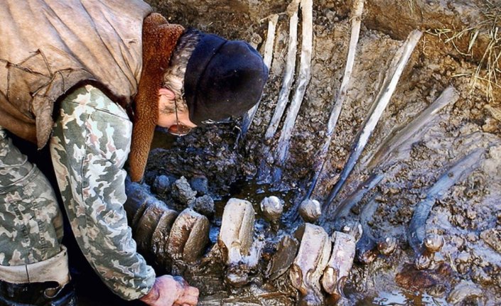 Rusya'da mamut fosili bulundu