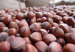 Fındık yağının sağlık etkileri panelde ele alındı