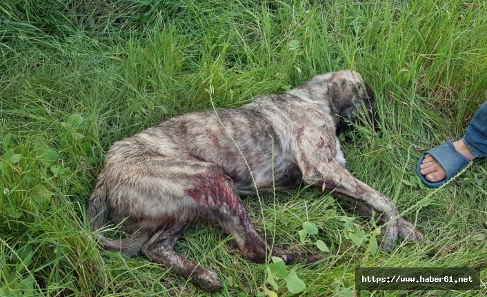 Rahatsız ediyor diye köpeği vurdu