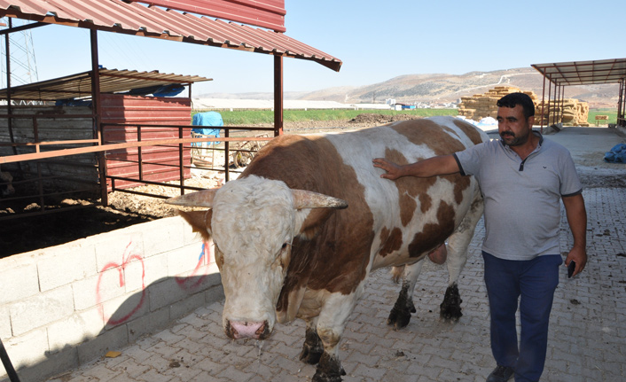 1 ton 700 kilo ağırlığındaki kurbanlık danayı 40 bin TL'ye satıyor