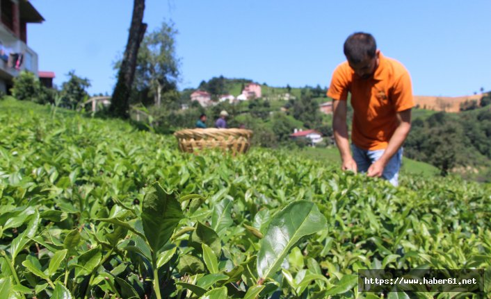 Dünyada sadece Of'da üretiliyor