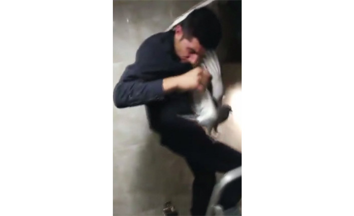 Havalandırma boşluğuna düşen kuşu itfaiye ekipleri kurtardı