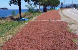 Yollar ve kaldırımlar fındık harmanı oldu