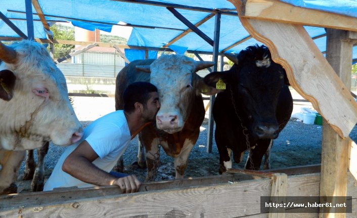 Bayburtlu vatandaştan sattığı kurbanlıklara duygusal veda