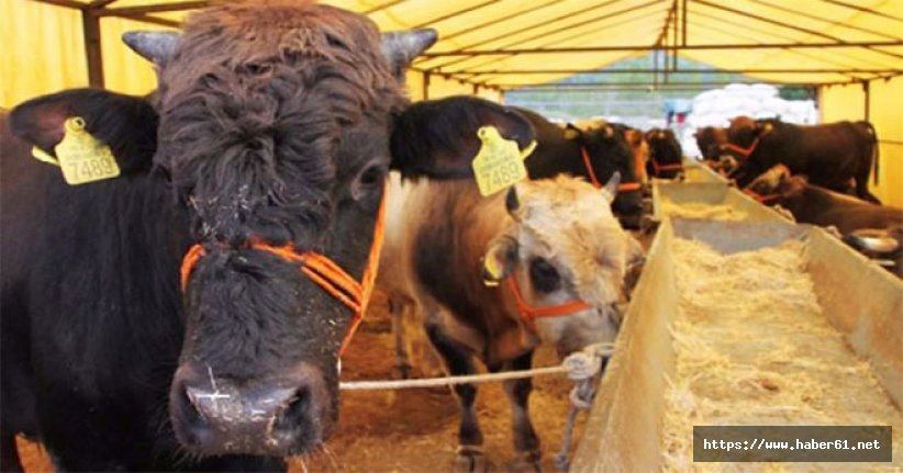 Kurban Bayramı'nda bunu yapan yanacak! Taviz yok!