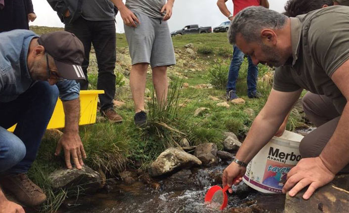 Giresun'da 100 binden fazla alabalık salımı yapıldı