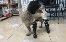 ’Sızı’ köpekten sevindirici haber