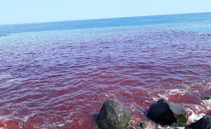 Trabzon'da deniz kana bulandı