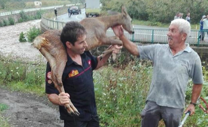 Vakfıkebir'de dereye düşen ceylanı itfaiye kurtardı