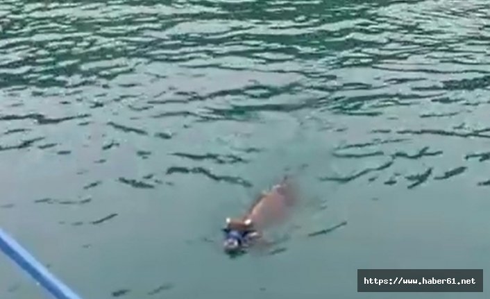 Bayramın ilk günü kaçan kurbanlık son gün yüzerken bulundu