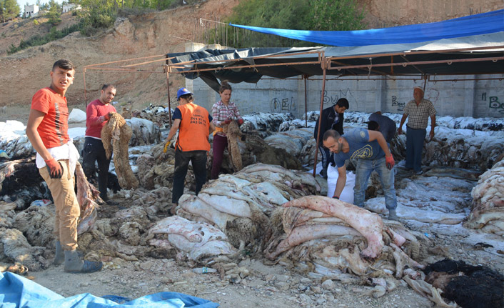 THK, 7 bin 250 küçükbaş, 157 büyükbaş deri topladı