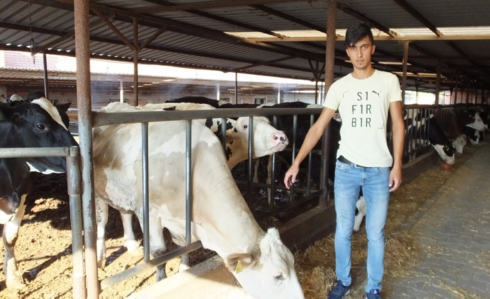 Fıskiyeyle serinleyen ineklerinin süt verimi arttı