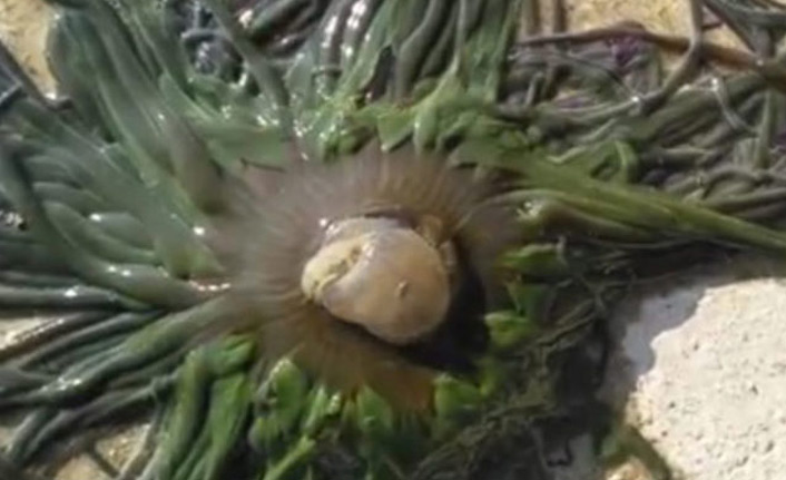 Korkunç olay! Yüzerken yüzüne yapıştı yoğun bakıma kaldırıldı