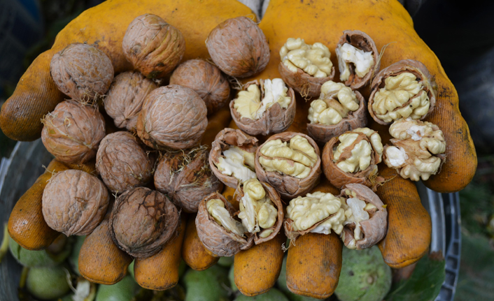 Aydın’da ceviz hasadı başladı