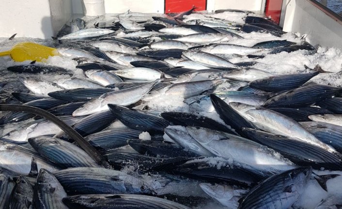 Av yasağı 1 Eylül'de sona erdi! Karadeniz Palamut'a doydu