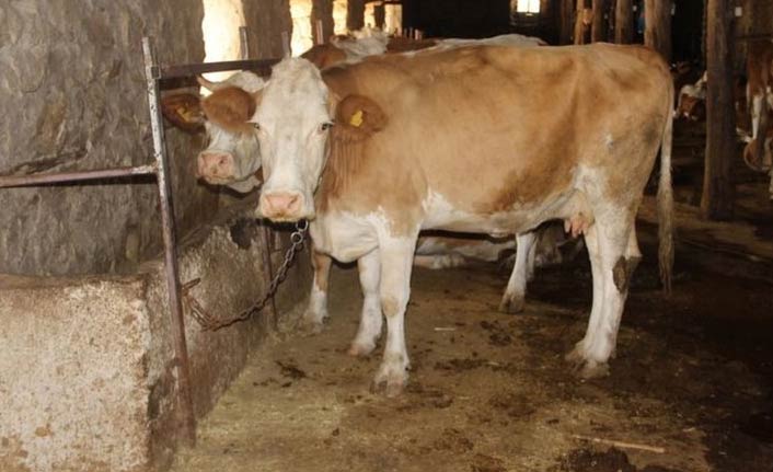 Şarbon alarmı! Sağlık Bakanı'ndan açıklama...