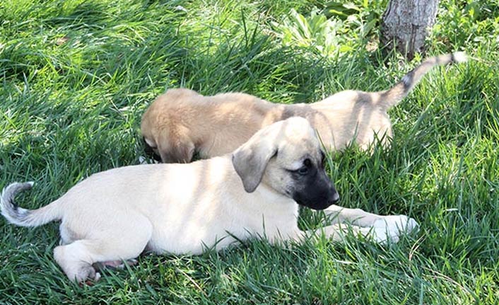 Vahşet - 2 yavru köpeğin ayaklarını kestiler