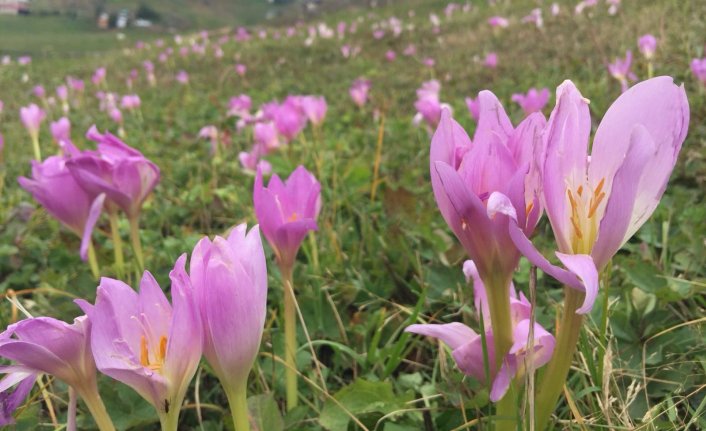 Yaylalarda Vargit çiçekleri açtı