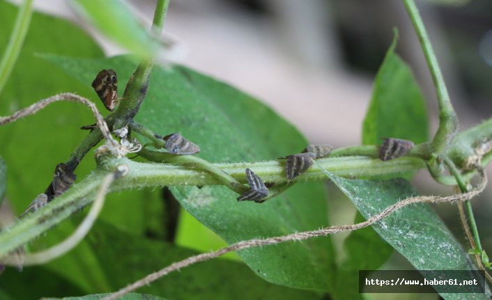 Karadeniz'e biyolojik silah mı gönderdiler?