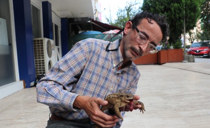 Yaralı kurbağa için 27 kilometre yol katetti