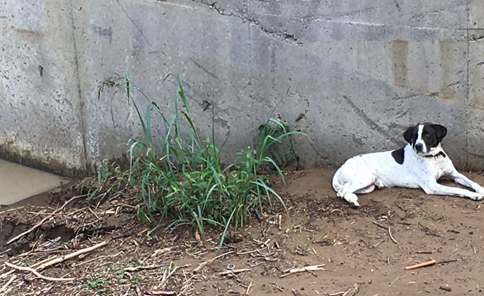 Trabzon'da yaralı köpek kurtarıldı
