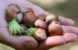 "Van fındıkta Trabzon gibi olabilir"