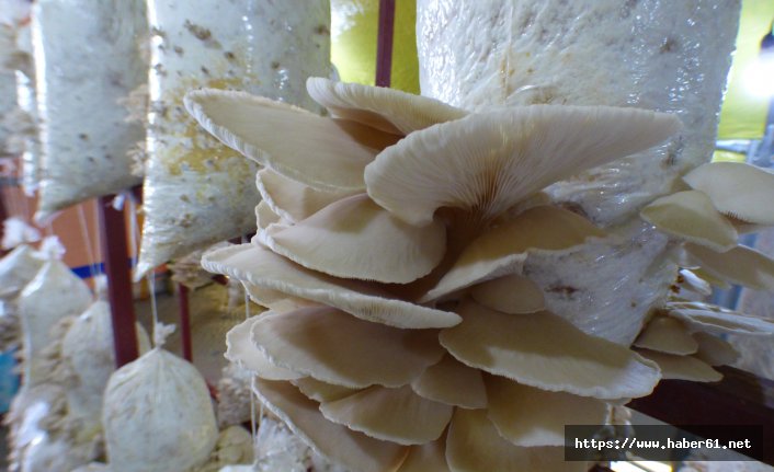 İstiridye mantarında ilk hasat