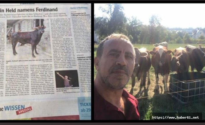 Yüzen boğa 'Ferdinand', Avrupa basınında