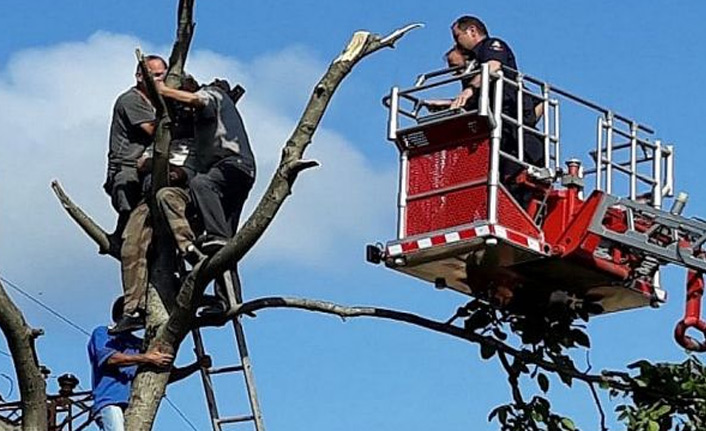 Trabzon'da acı olay! Ölüm ağaçta yakaladı