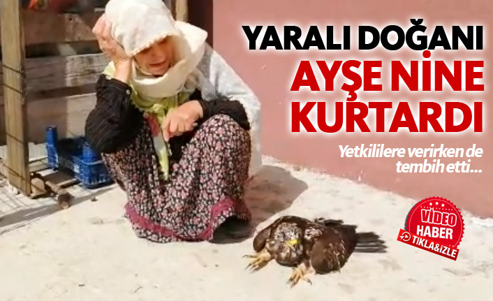 Yaralı doğanı Ayşe nine kurtardı