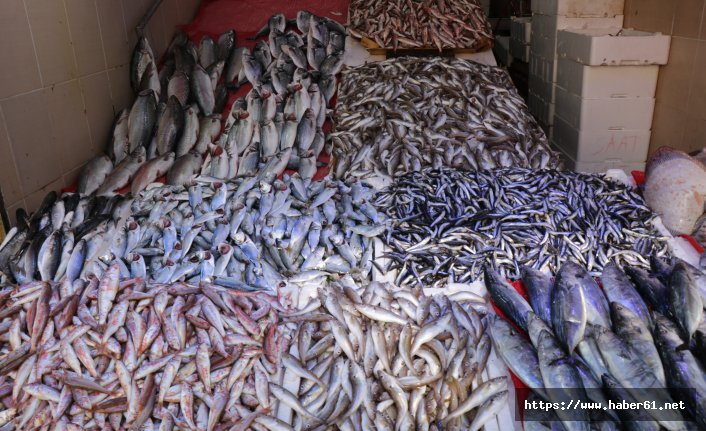 Karadeniz’de “palamut” ve “kalkan balığı” bereketi 