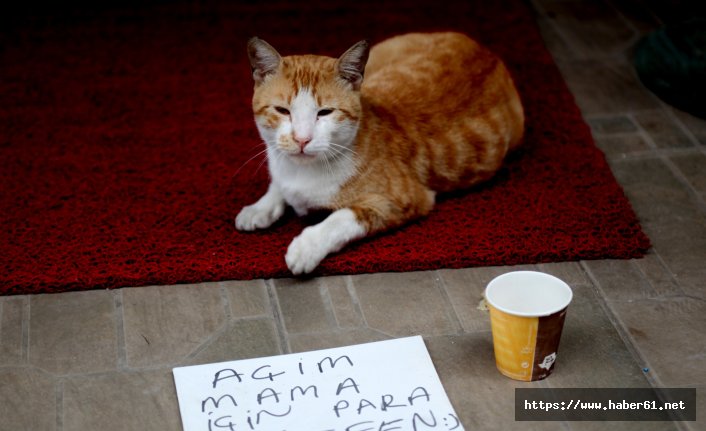 Kendi mama parasını kendisi kazanan kedi ilgi odağı oldu