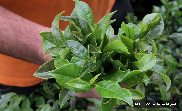 Trabzon'da yetişen çay ödül aldı