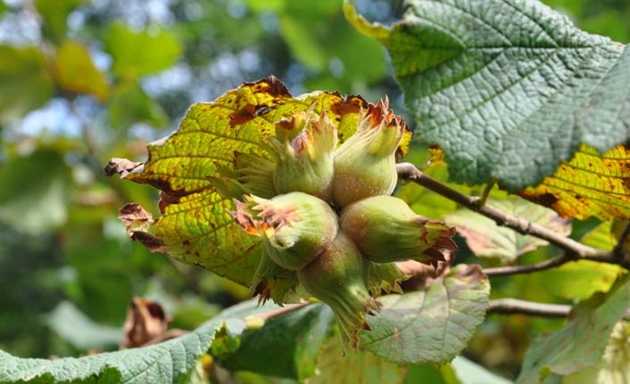 Fındık fiyatlarındaki düşüşün en büyük nedeni açıklandı