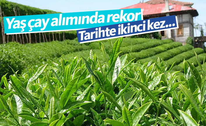 Yaş çay alımında tarihi rekor