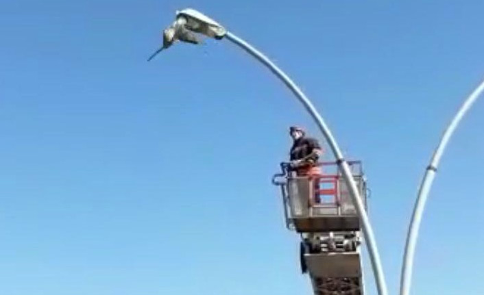 Trabzon'da martının imdadına itfaiye yetişti