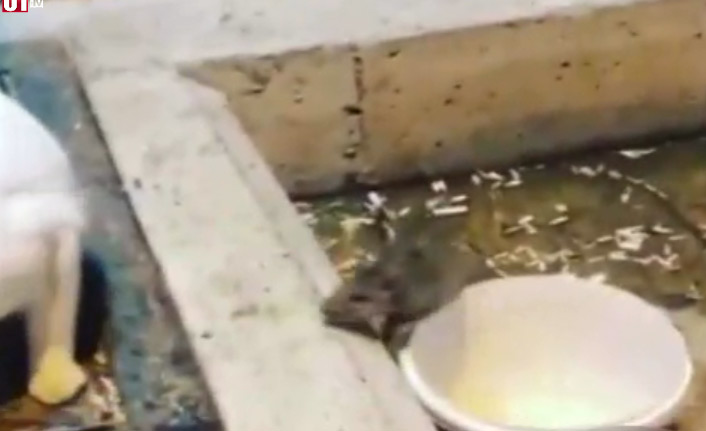 Fare kedilere saldırırsa...