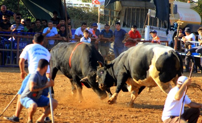 Boğalar cami için arenaya çıktı