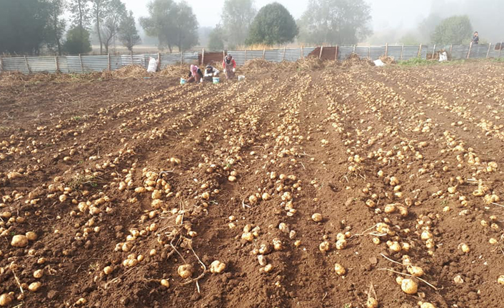 Beyaz patates hasadı başladı