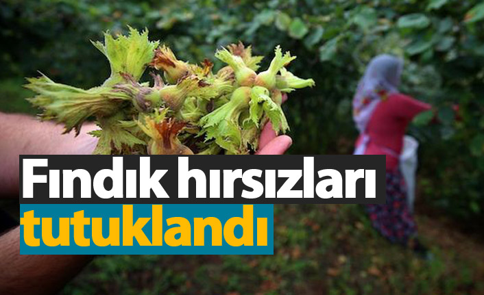 Fındık hırsızları tutuklandı