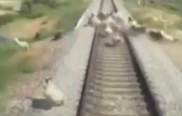 Tren yoluna çıkan hayvanlar telef oldu