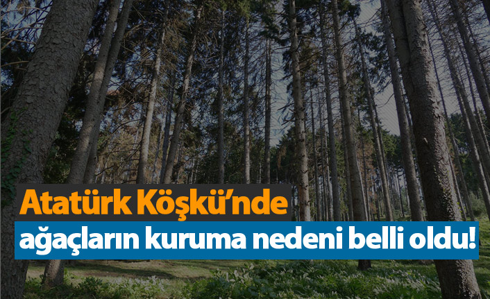 Atatürk Köşkü'nde bulunan ağaçların kuruma nedeni belli oldu!