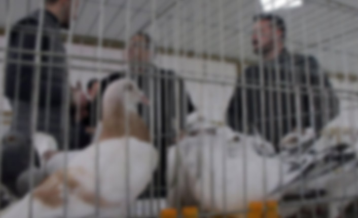 Edirne'de kanatlı hayvan opersyonu