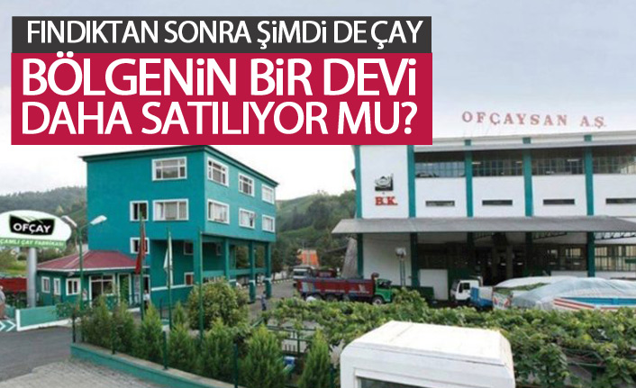 Fındıktan sonra şimdi de çay!