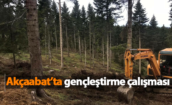 Akçaabat'ta gençleştirme çalışması