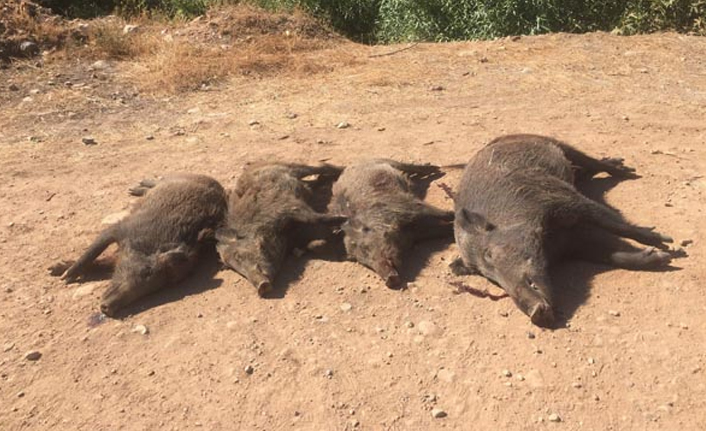 Domuz sürüleri kabusları oldu