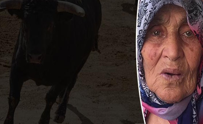 Yaşlı kadına öküz saldırdı