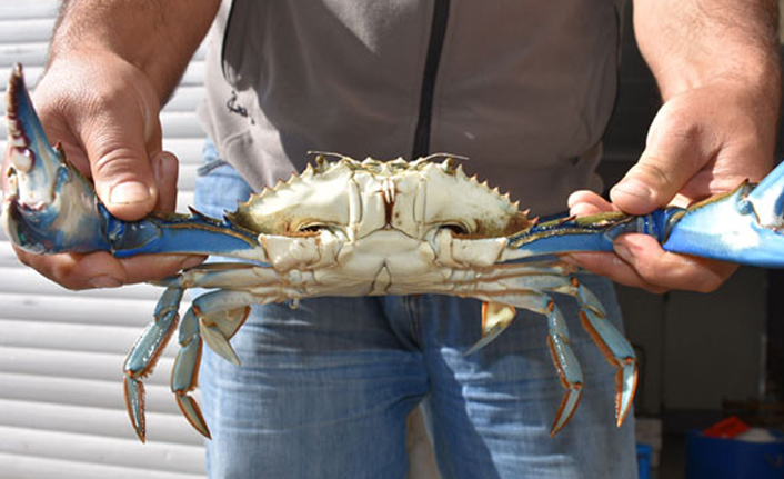 Mavi yengeç Karadeniz'de