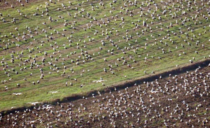 İstanbul'da 871 tane saydılar