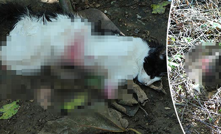 Kedinin ayaklarını keserek karnını yardılar